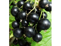 Rybíz černý (Ribes nigrum), květináč cca 2 l