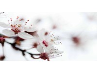 Bondecor Obraz, tištěné plátno Detail 50 x 100 cm