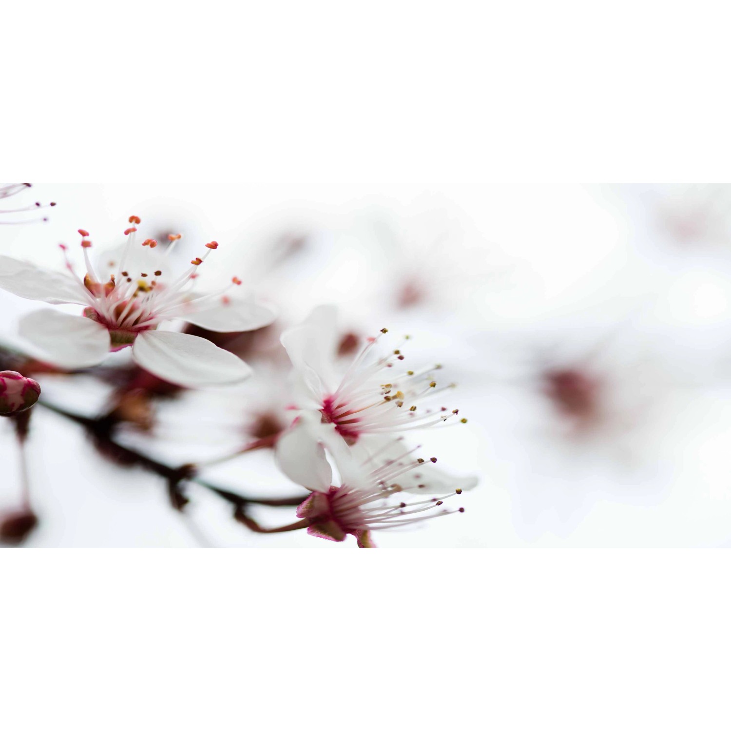 Bondecor Obraz, tištěné plátno Detail 50 x 100 cm