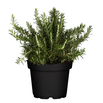 Rozmarýn lékařský 'Prostratus', květináč cca 14 cm