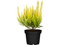 Vřesovec stromovitý bílý průměr květináče cca 7 cm