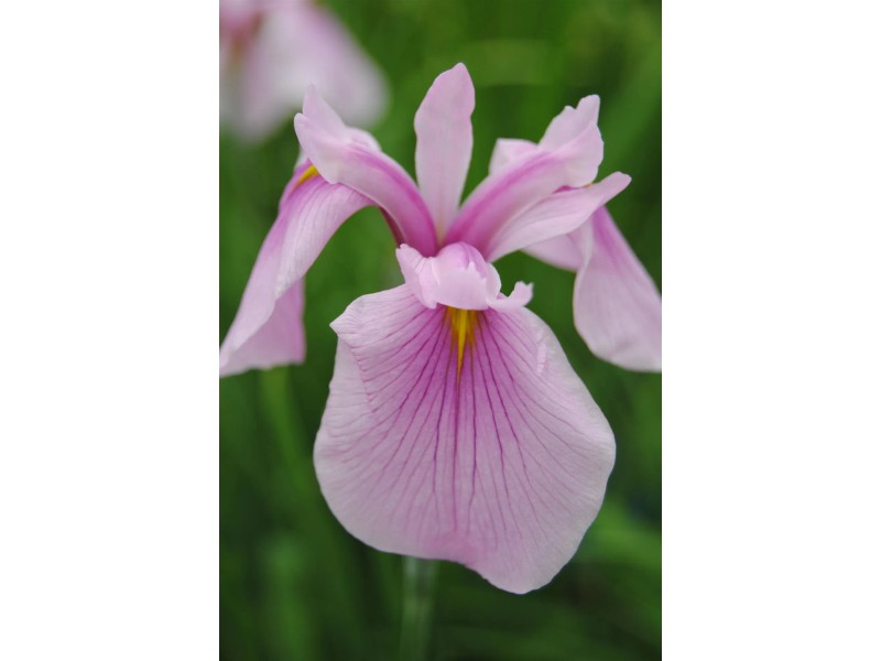 Kosatec Rosa GROW by OBI Kosatec hladký (Iris laevigata)
