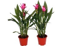 GROW by OBI Kurkuma GROW by OBI Kurkuma