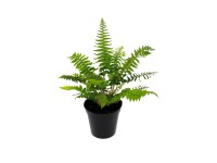 Royal Lemkes Kapradí různé druhy pr. cca 11 cm Royal Lemkes Kapradí různé druhy pr. cca 11 cm