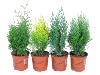 Konifery mix průměr květináče cca 13 cm