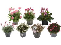 Trvalka, různé druhy, výška cca 20-30 cm, pr. kv. 15 cm