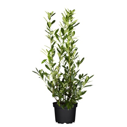 Landgard Bobkovišeň lékařská (Prunus laurocerasus) "Caucasica" 80-100cm 5l 30ks