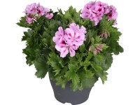 Pelargonie velkokvětá 
