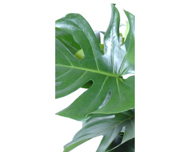 lychnis plants Lychnis cognata Sweet Orange main image 1