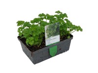 Landgard Petržel zahradní (Petroselinum crispum) 6 ks v misce