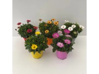 Paprskovka průměr květináče cca 14 cm Osteospermum