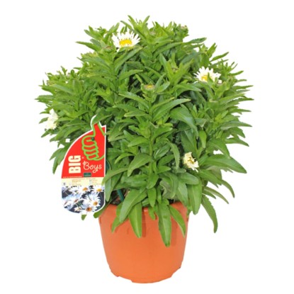 GROW by OBI Kopretina velkokvětá (Lucanthemum maximum) bílá cca 60 cm
