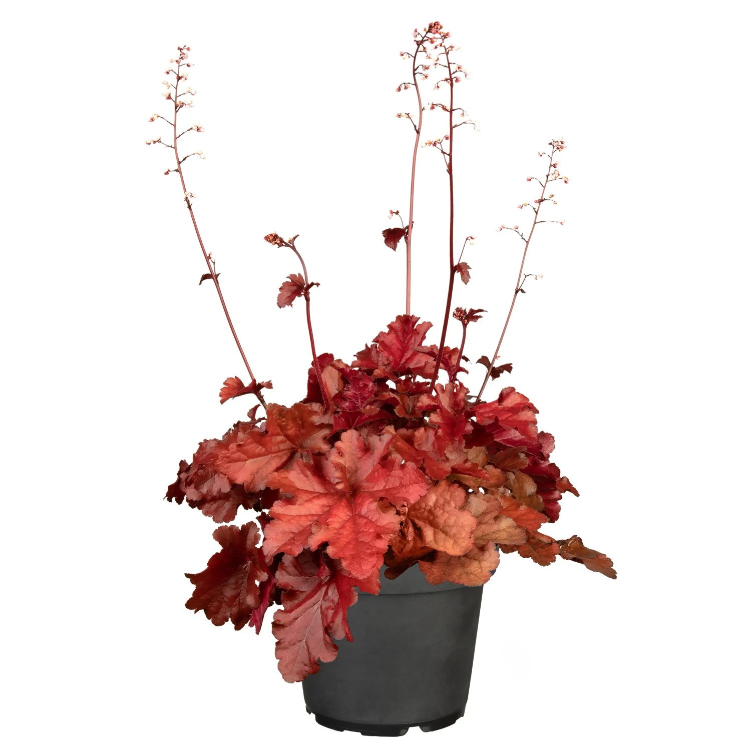 grow-by-obi-dlu-icha-hauchera-hybride-chateau-rouge-10-15-cm