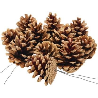 Star Home Decor Jedlové šišky, suchá vazba, 5-8 cm, 5 ks