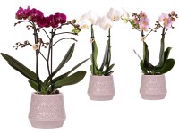 Orchidej motýlokvětá (Phalaenopsis), výška 35-40 cm, pr. květináče 9 cm