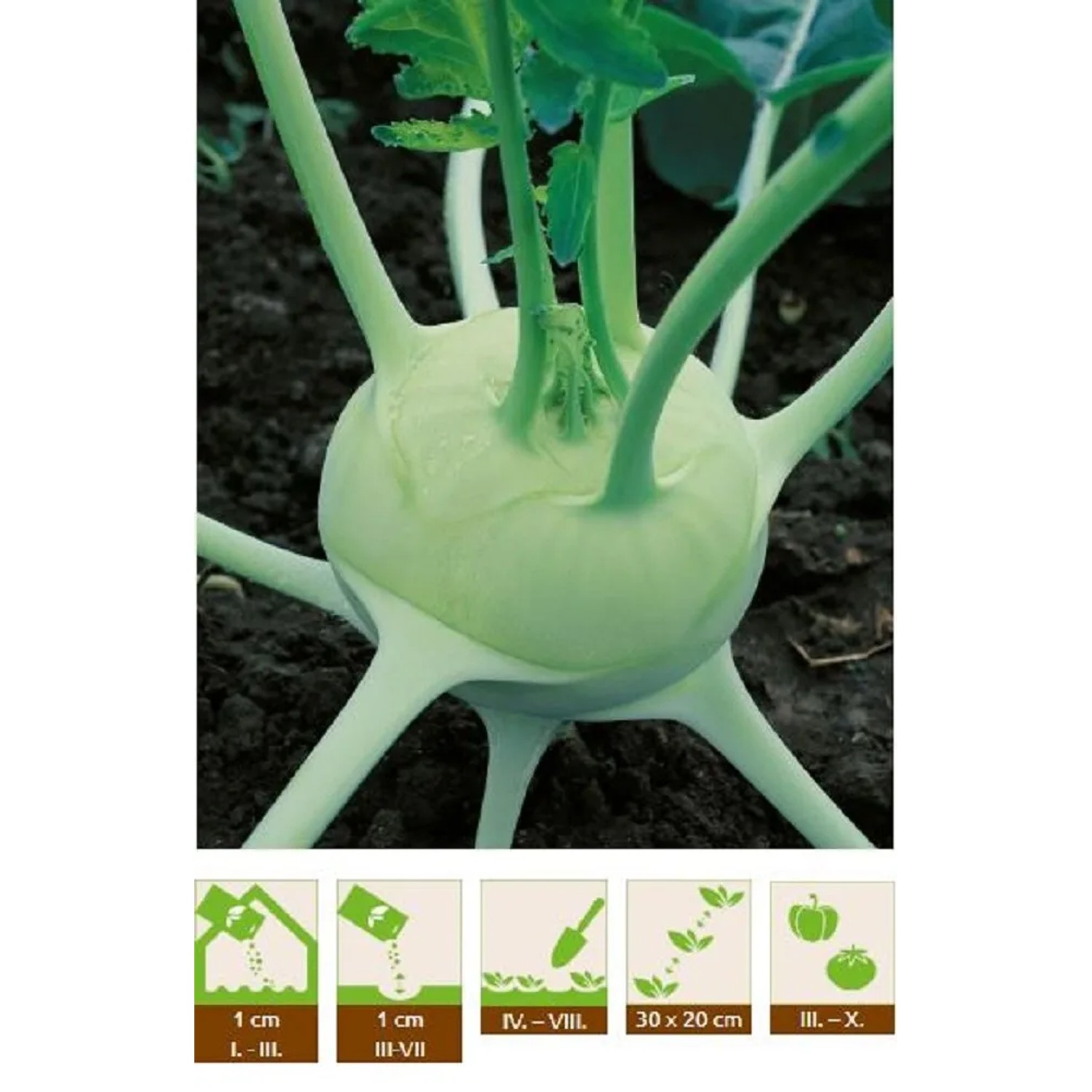 GardenSeed Premium Semínka Kedluben bílý Luna, 1 g