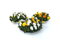 Violka rohatá (Viola hybrid) Duo Bowl v zinkovém květináči, pr. kv. cca 29 cm