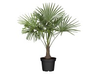 GROW by OBI Palma konopná (Trachycarpus fortunei), 120-140 cm, pr. kv. cca 34 cm