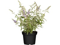 Trpasličí kumule Davidova Trpasličí kumule Davidova