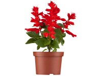 Šalvěj ananasová Pino, pr. květináče cca 12 cm