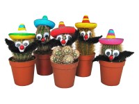 Minikaktus Mexican průměr květináče cca 5,5 cm Minikaktus Mexican průměr květináče cca 5,5 cm