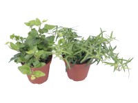 Břečťan popínavý průměr květináče cca 9 cm Břečťan popínavý průměr květináče cca 9 cm