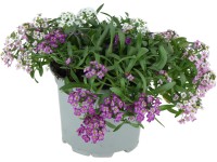 Tařicovka přímořská (Lobularia maritima) 