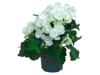 Begónie Elatior bílá průměr květináče cca 13 cm