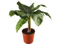 Musa Tropicana průměr květináče cca 17 cm Musa Tropicana průměr květináče cca 17 cm