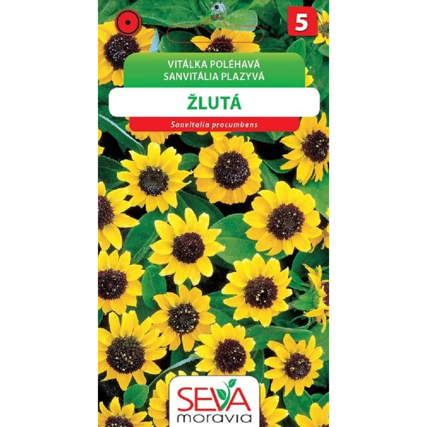 Semínka Vitálka poléhavá žlutá s tm. středem (Sanvitalia procumbens)