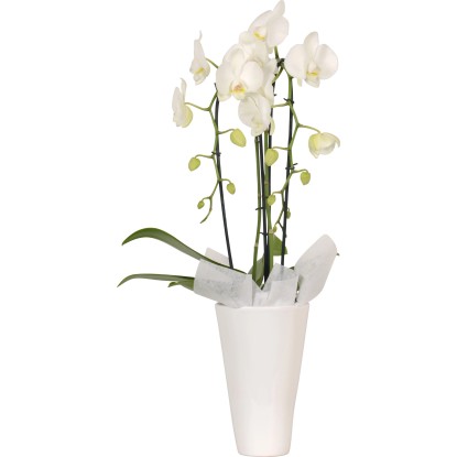 Orchidej Phalaenopsis Cascade bílá 2výhonková v keramické nádobě