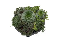 Venkovní sukulenty mix 5-10 cm, pr. 27 cm