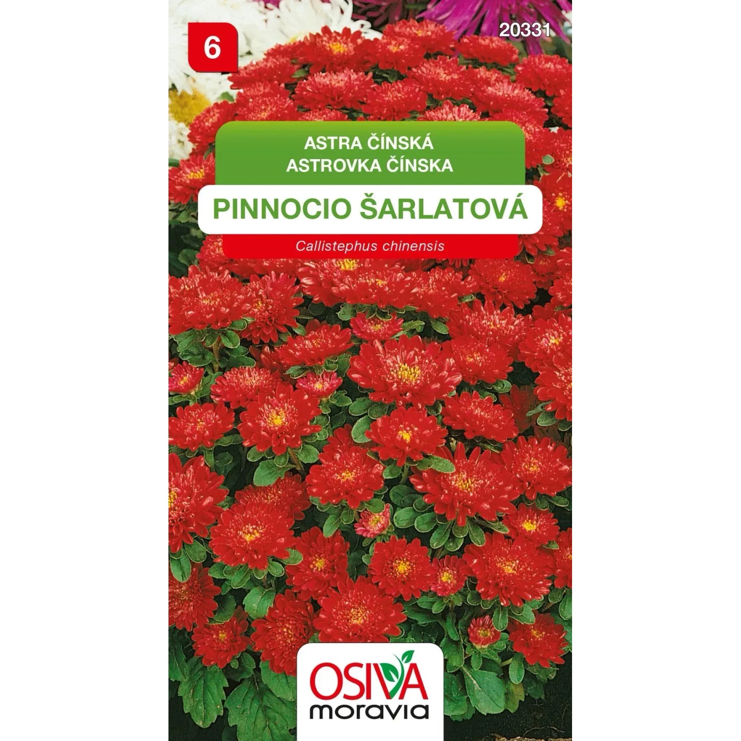 Semínka Astra čínská Pinnocio Dwarf šarlatový (Callistephus chinensis)