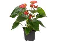 Anturie červená průměr květináče cca 9 cm