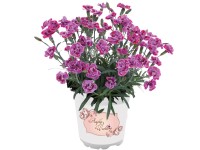 Hvozdík (Dianthus) 