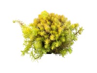 GROW by OBI Rozchodník skalní (Sedum reflexum) GROW by OBI Rozchodník skalní (Sedum reflexum)