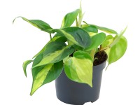 Filodendron Filodendron