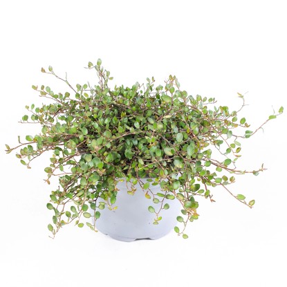 Landgard Muehlenbekie (Muehlenbeckia complexa) "drátěné víno" cca pr. 11 cm