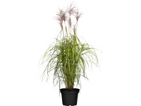 Grow by OBI Ozdobnice čínská Red Chief, pr. kv. 19 cm