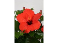 Ibišek čínská růže (Hibiscus rosa-sinensis), výška 47 cm, pr. 17 cm, červená Ibišek čínská růže (Hibiscus rosa-sinensis), výška 47 cm, pr. 17 cm, červená
