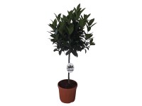 Landgard Vavřín vznešený (Laurus nobilis) pr. 21 cm