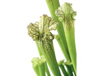 OBI Špirlice bělolistá (Sarracenia leucophylla) červenohnědá, pr. cca 9 cm OBI Špirlice bělolistá (Sarracenia leucophylla) červenohnědá, pr. cca 9 cm