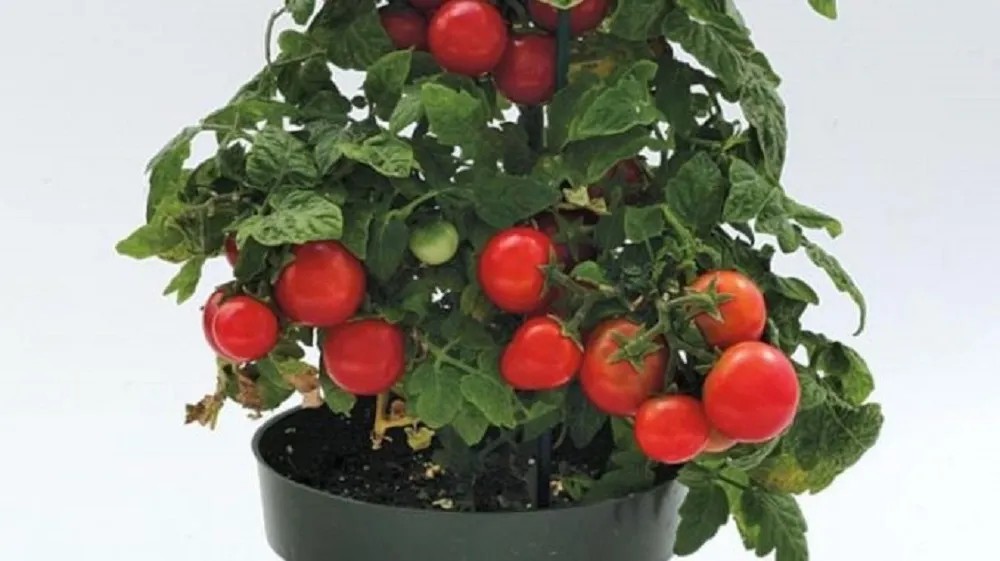 MONTANO Cherry rajče (Solanum lycopersicum) různé odrůdy K9