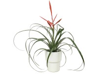 Aranžmá s tillandsií, průměr květináče cca 10 cm Aranžmá s tillandsií, průměr květináče cca 10 cm