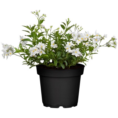Jasmínokvětý lilek (Solanum jasminoides), bílý, pr. květináče cca 11 cm