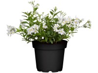 Jasmínokvětý lilek bílý, pr. květináče cca 11 cm