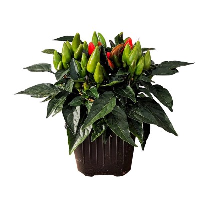 Chilli papričky pr. 11 cm