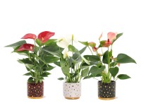 Toulitka Andréova (Anthurium andreanum) v keram. květináči, různé druhy, pr. 7cm