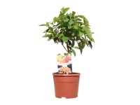 Tomel japonský kmínek (Diospyros kaki), cca 30-40 cm, kv. cca 3 l