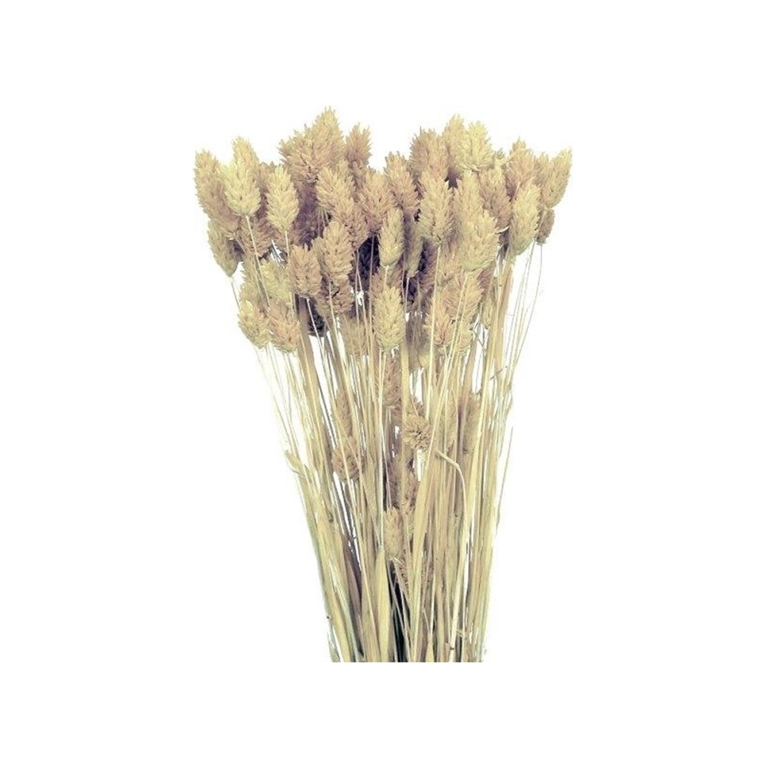 Nohel Garden Sušená dekorace Phalaris - chrastice bílá 40 g